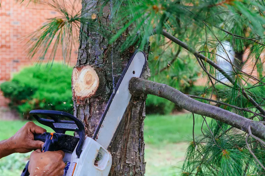 Small Tree Cutting